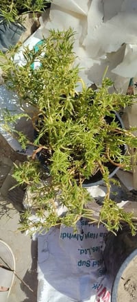 ورد الصباح العراقي • سندانه كثيفه
