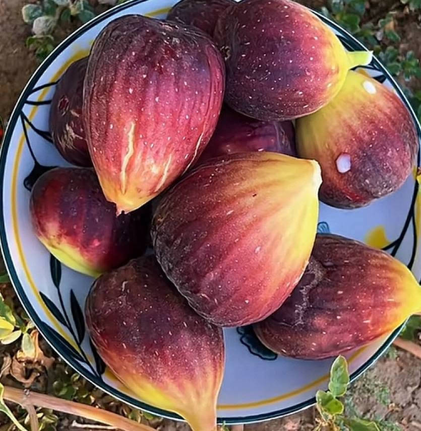 🌿🍃 متوفر لدينا شتلات التين بأصناف مميزة 🍃🌿
🍈 تين العبيد السعودي
🍈 تين جامبو الإسباني
🍈 تين العسلي
💰 السعر: 3,000 دينار للشتلة
🔥 للكميات 100 شتلة فأكثر: 2,500 دينار للشتلة فقط
🌱 شتلات مناسبة للزراعة المنزلية والبساتين
📦 الكمية محدودة
📍 الموقع: الأنبار – قضاء حديثة – قرب جامع الرفاعي
📞 للاستفسار والطلب:
***********
***********
📱 متوفر واتساب
