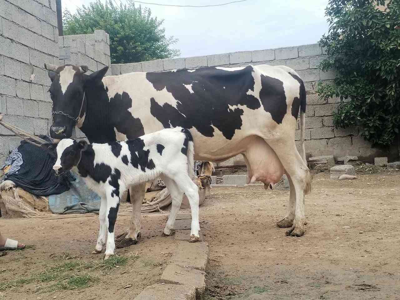 بقرة • حليب مضمون • دسامة