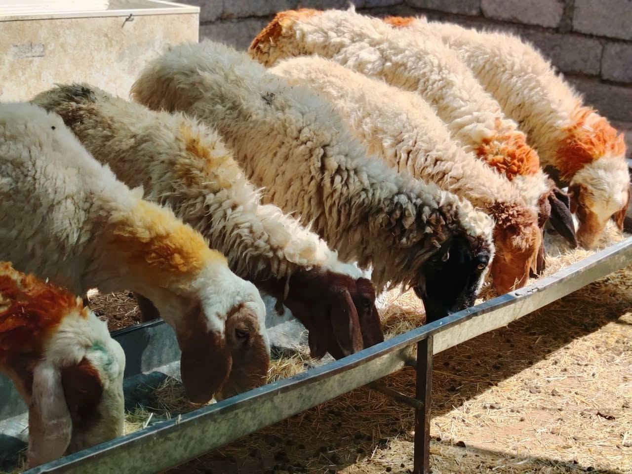 السلام عليكم اخوان للبيع نعاج العدد 7 كلهم سن وشطر علئ كل عيب مال جناي
خشانه فول شرط مكفولات المكان صلاح الدين بيجي للاتصال ***********

