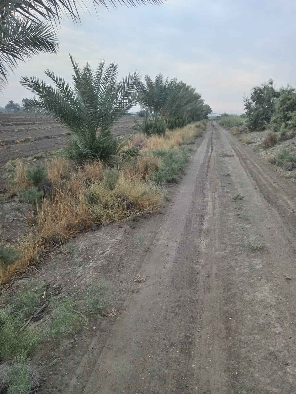 ٢ دونم • شارع الرابع • مخدومه