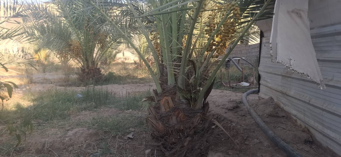 سلام عليكم  دونم عقد ١١٧ واجها ٣٠ متر نزال ٨٠ مع دارين الدار تحتوي ع ستقبال +غرفه مطبخ صحيات داخليه  وخارجيه مع صاله الدارين نفس التصميم بيهم ترك قطع ١٠ متر مع محصار حلال مع 50 نخله حملات /التواصل ***********
