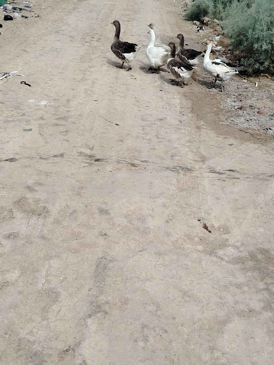 ابطوط • نثيه وفحل • ١٠ قطع