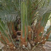 كادر نخيل • نخيل برحي • سكاكين نخيل