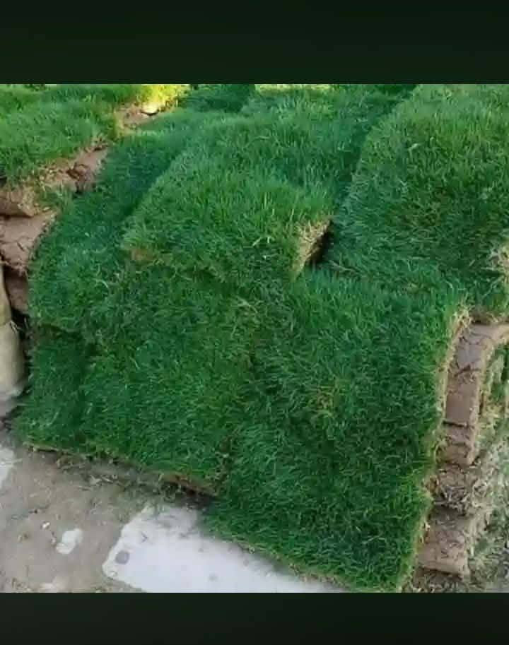 سلام عليكم اي واحد عنده حديقه تنضيف تقليم زرع شتل ثيل هندي الأصلي موجود خاص مفتوح *********** اتصل
