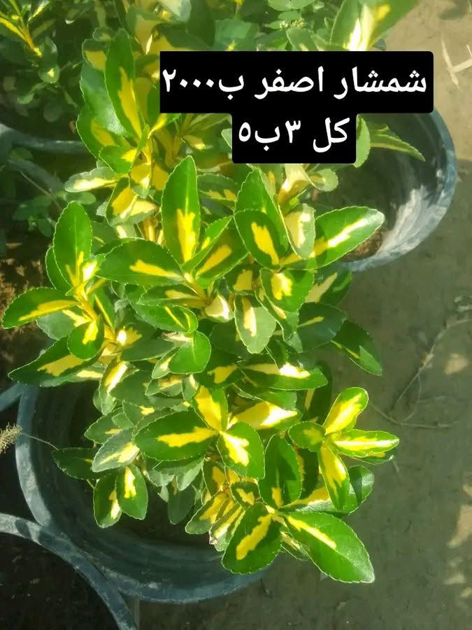 العروض متوفرة
التوصيل داخل بغداد فقط 
للطلب*********** واتساب

نص مكتوب في الصور:
- عفص ٢٠٠٠
- كل ٣ ب ٥
- بتونيا قزمي ب ٢٠٠٠ كل ٣ ب ٥
- مينا زاحف ب ٢٠٠٠ كل ٣ ب ٥
- شمشار اصفر ب ۲۰۰۰ كل ۳ ب ۵
- 6 سباركس ب ه