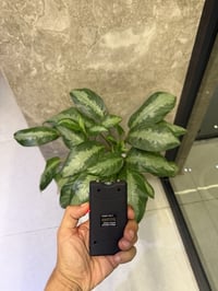 صاعق كهربائي  ب١٥الف والتوصيل مجاني