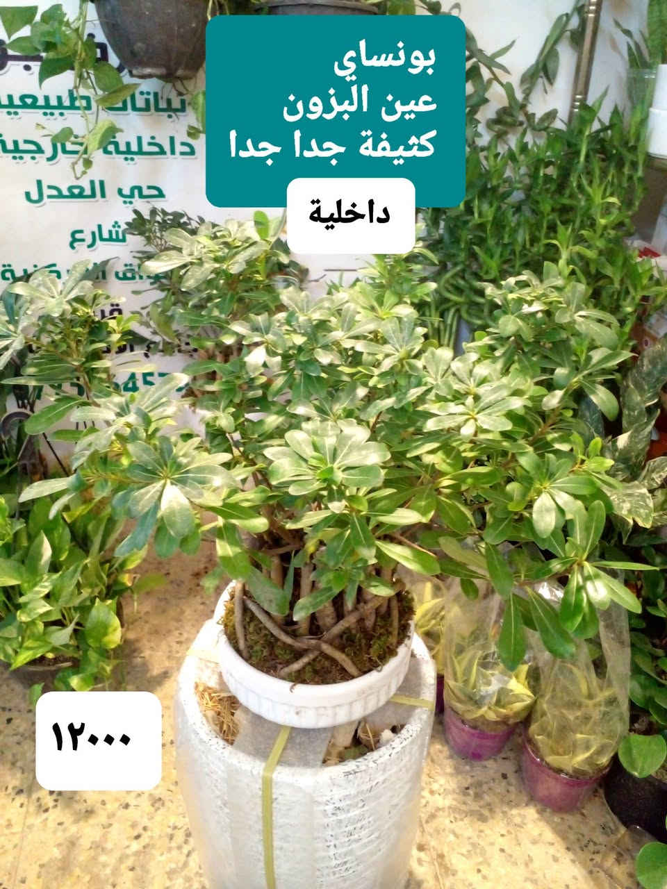 بونساي عين البزون • لبلاب تعليك • عصا موسى