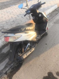 سكنس فحل • مناسبة • مهمله