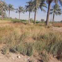 المدائن • ٢٠٠م • زراعي