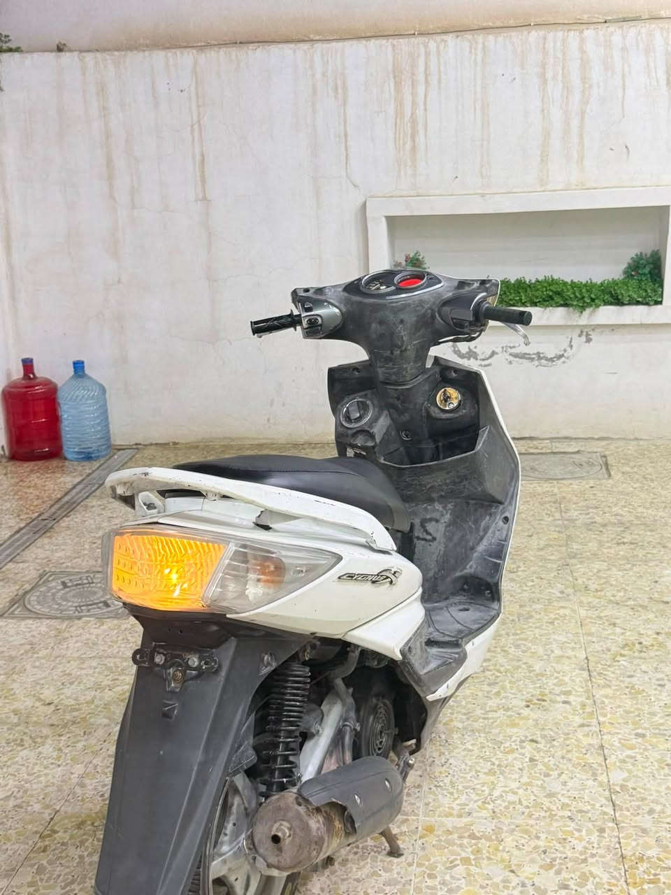 سكنس فحل • ياباني • كهربائي