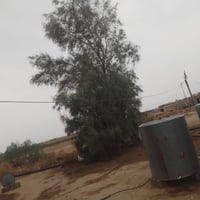 سبع شجرات • اثل كبير • جلام البوعجيل