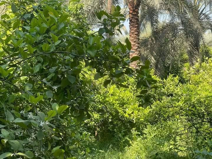العنوان الصويرة قرب جسر الصويرة
تبعد عن جسر ديالئ ٣٠ دقيقة   

1) للبيع 3 دونم طابو ملك صرف تحويل مباشر بسمك يم جسر مال صويره بل ظبط موقع مميز 

2) اللبيع 5 دونم طابو زراعي سند 25 تحويل مباشر بسمك موقع مميز وراقي وسعر مناسب تريد كلها تريد بيع حسب الطلب 
 
3) للبيع 3 دونم طابو زراعة سند 25 تحويل مباشر بسمك بيع حسب الطلب موقع عباره عن شاليهات 

حيث الماء والخظراء والوجه الحسن والناس طيبة
السعر اتصال على  ***********

نص مكتوب في الصور:
- ابوبراهيم زبيدي