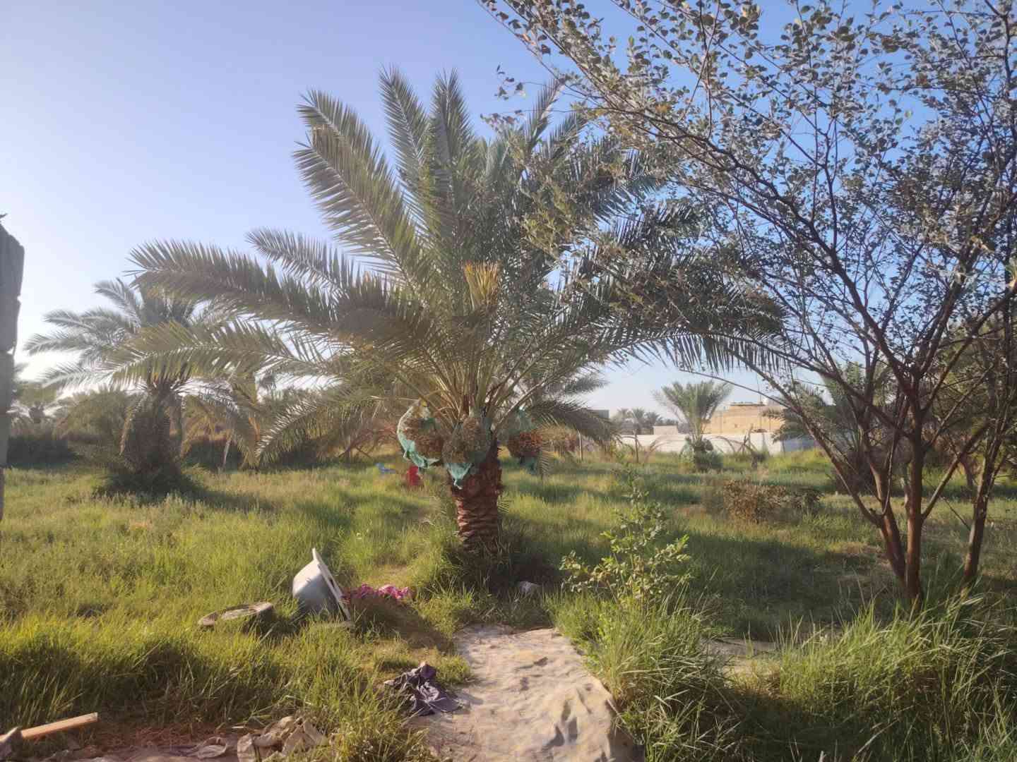 سلام عليكم من رخصت ابو الكروب مزرعة اللبيع مساحة ٣٠٠٠م مع بيت البيت يتكون من ٤غرف نوم وصالة واستقبال ١٥م ومطبخ وصحيات داخلية وخارجية خدمات كاملة كهرباء وماء اسألة وماء سقي تبعد عن شارع العام ١٥٠م العنوان طريق السنية جهة زوار مقابل جامعة جديده الاتصال على الرقم ***********
