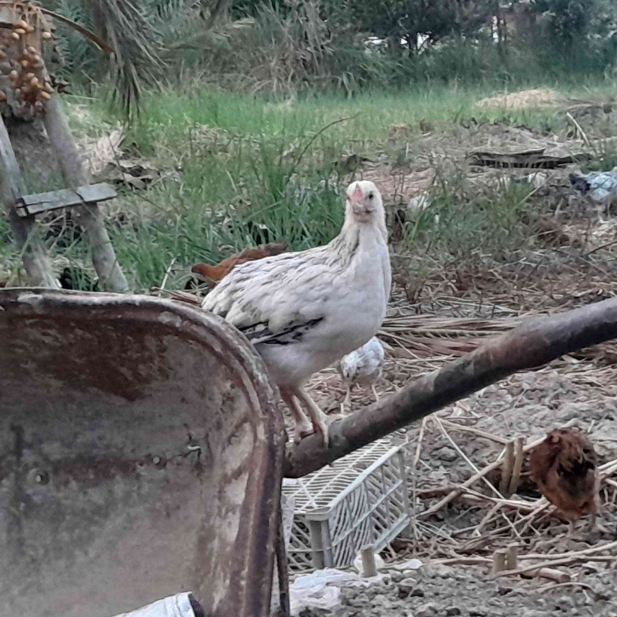 افراخ عرب • الطارمية