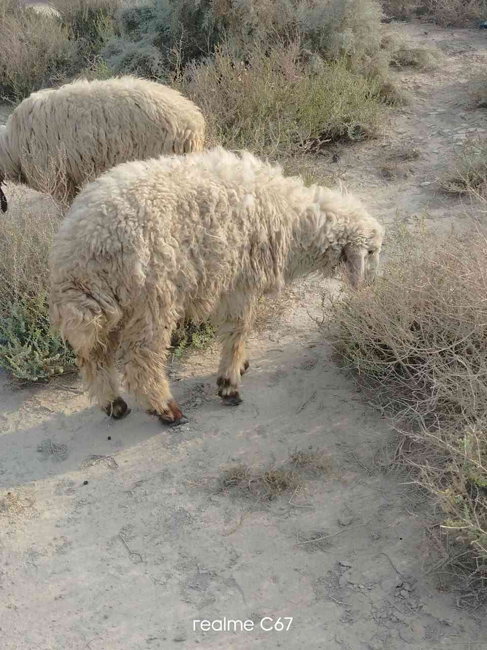 ذكر وأنثى • ثنين • الفهود