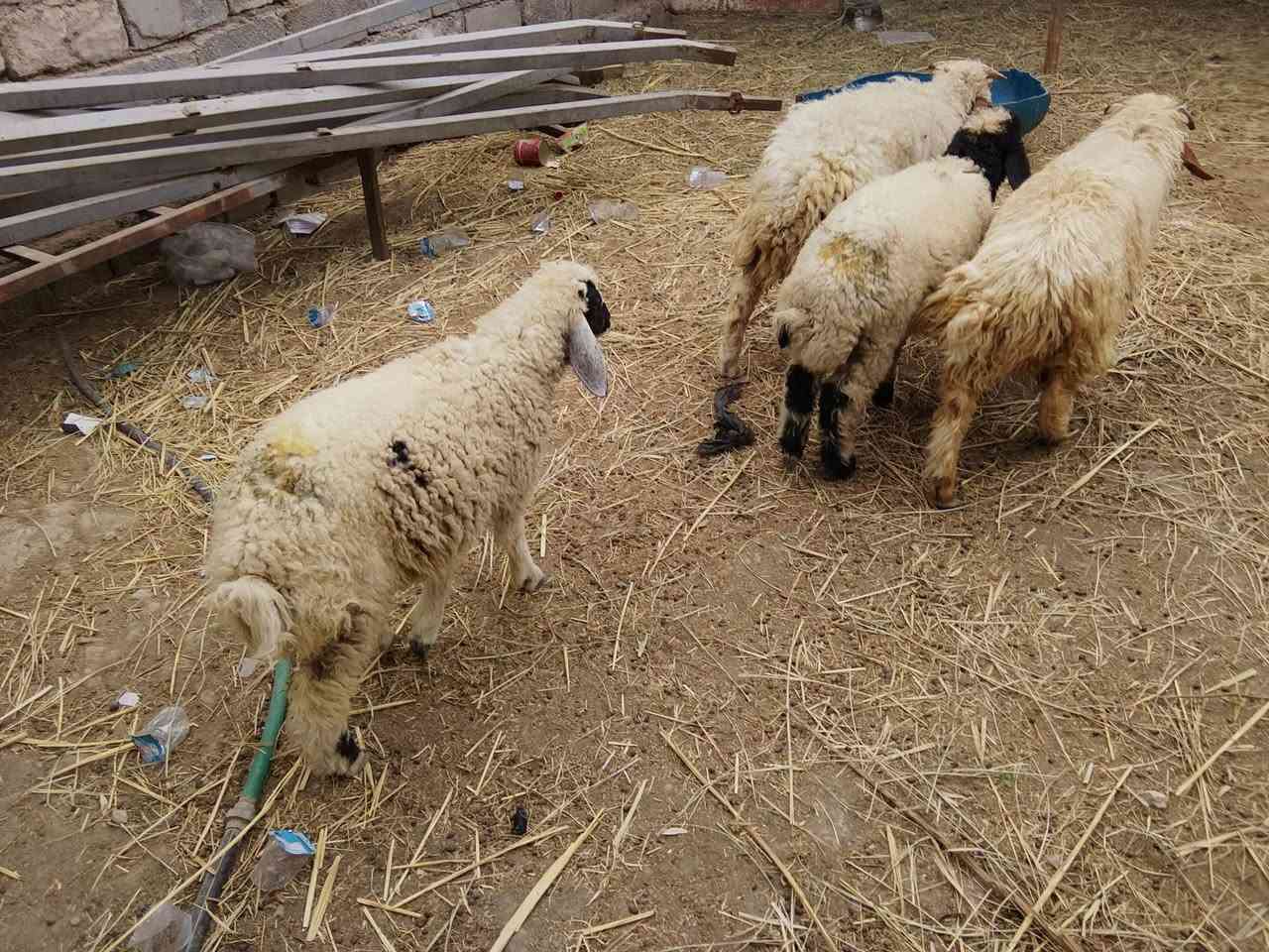 طليان • ٢ • كربلاء الحسينية