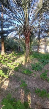 كربلاء الحسينيه شارع الحافظ • ٣٠٠م • طابو