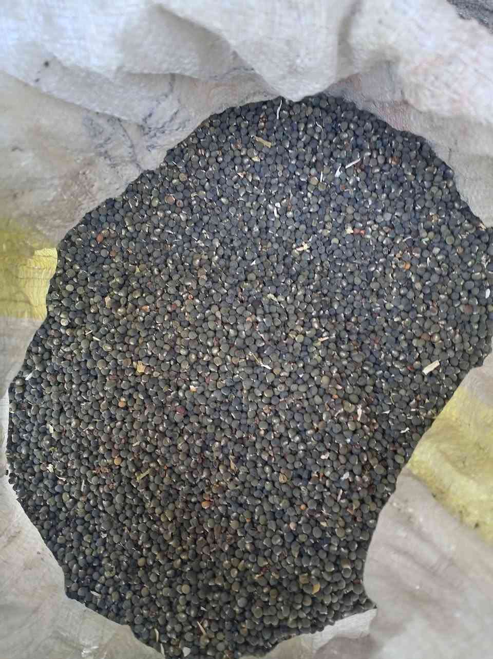 بذور • للبيع • سعر مناسب