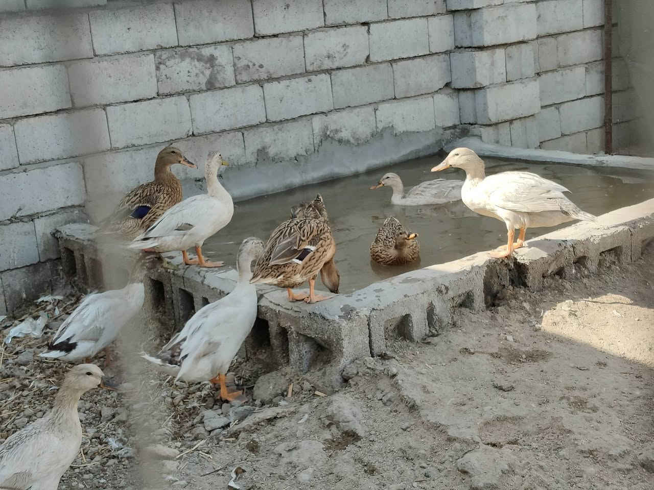 سلام عليكم
اخضيري للبيع 5فحله طفره ابيض وتك خضيري 
و6,نثايه حنيات
المجموع 6 ازواج 
طيور حلوه وناعمه واضحه بالتصوير 
العنوان الهوير منطقة الترابه 
***********
