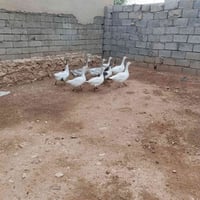 تلعفر • غازات • ١٠ قطع