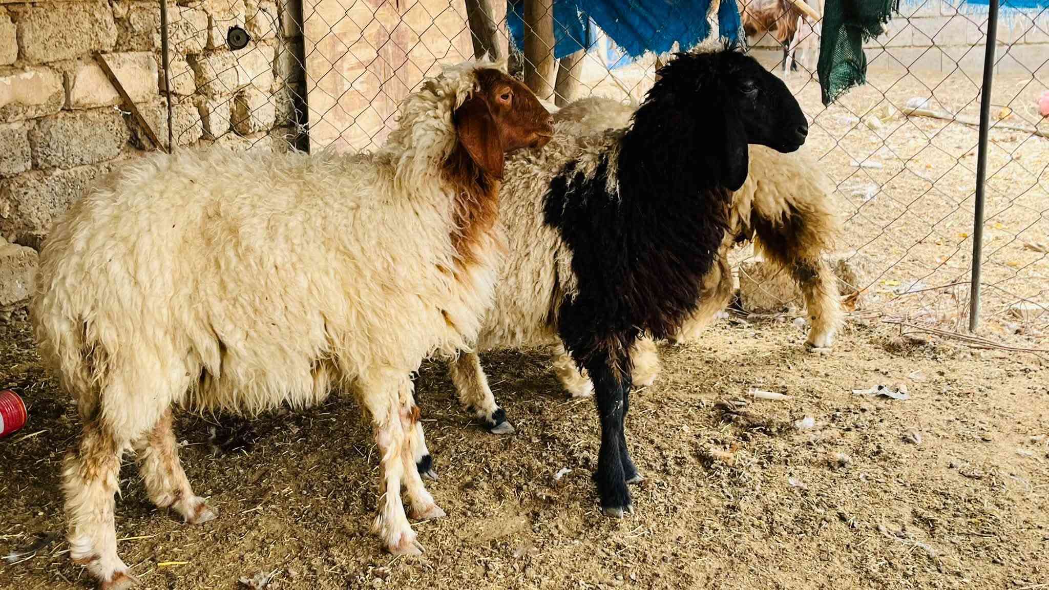 4 فطايم مربوطات على علف نشطات شرط النصاحه
سعر الزوج 600 
المكان العلم سمره
***********
