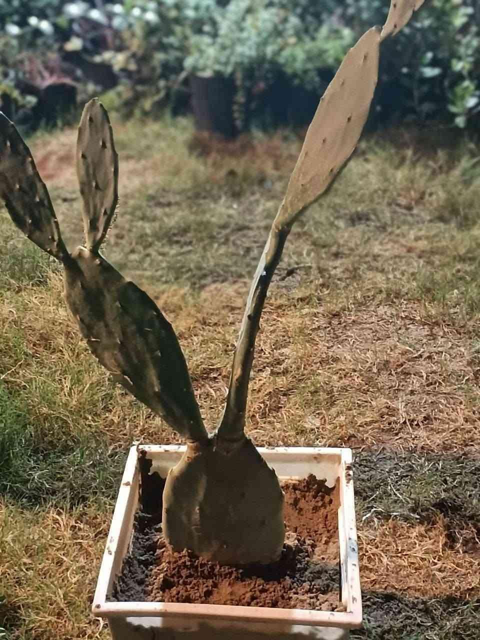 صبار شوكي خارجي كبير بسندانه مربعه بلاستك 
ب٦ الاف
