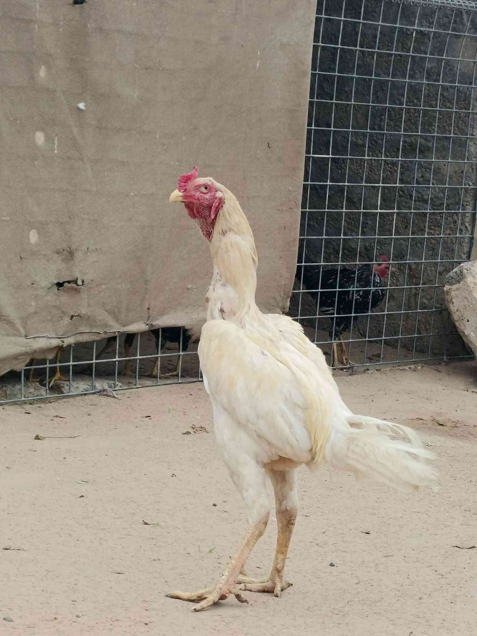 السلام عليكم متاح ديج هراتي للبيع السعر  80 مكاني بيجي المزرعة***********
