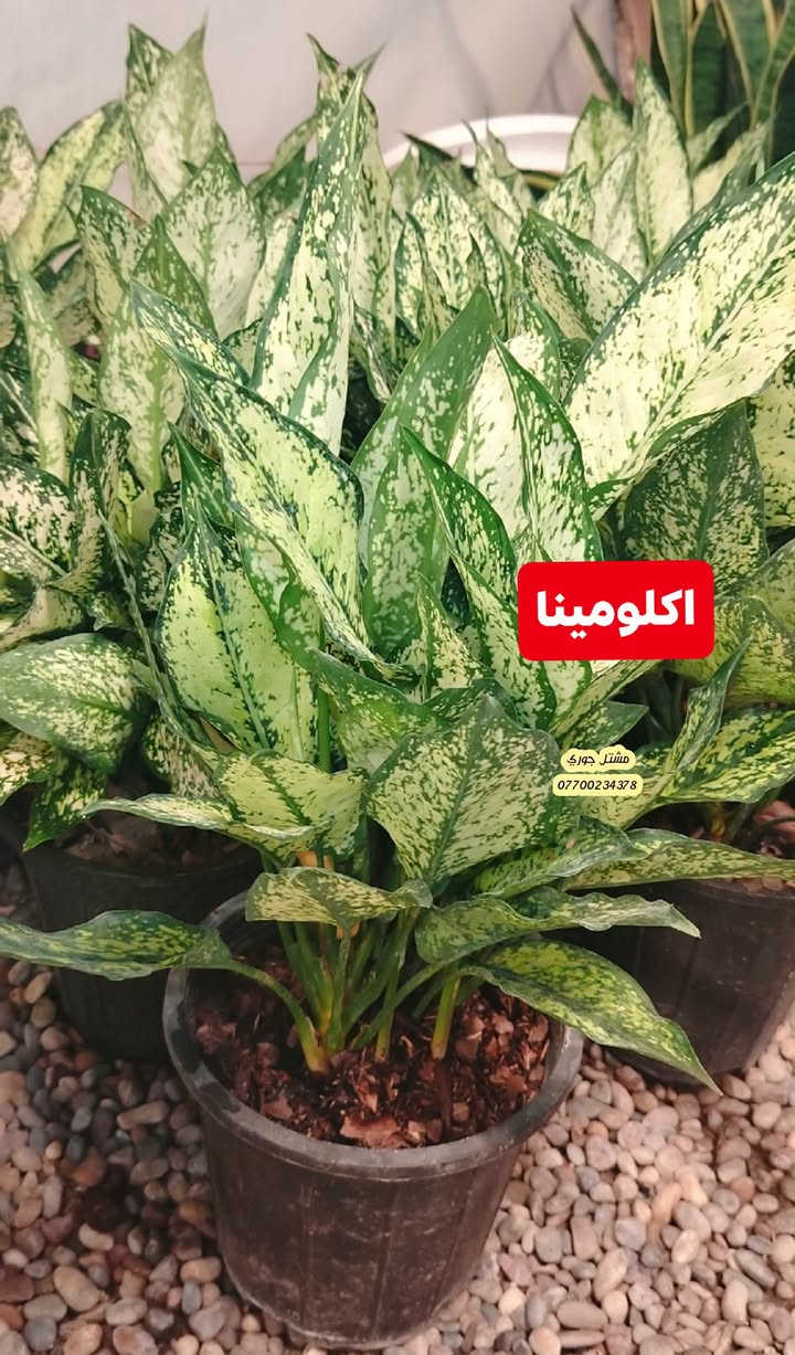#على_بركة_الله_وتوفيقه 🌳🌳
وصول وجبة جديدة و مختلفة من النباتات الداخلية ظلية 👍🌳♥️

بانسب الاسعار و افضل الانواع 👍🌳❤️

مشتل جوري 🌳🌳

للأستفسار مراسلة الصفحة أو الاتصال على الرقم *********** + واتساب 

زورونا على عنواننا التالي 🍂🌸
صلاح الدين المجمع الدور السكني سوق الرابع
 مقابل مدرسة الريان // شارع قبل مدخل المدير العام 🌳🌳
