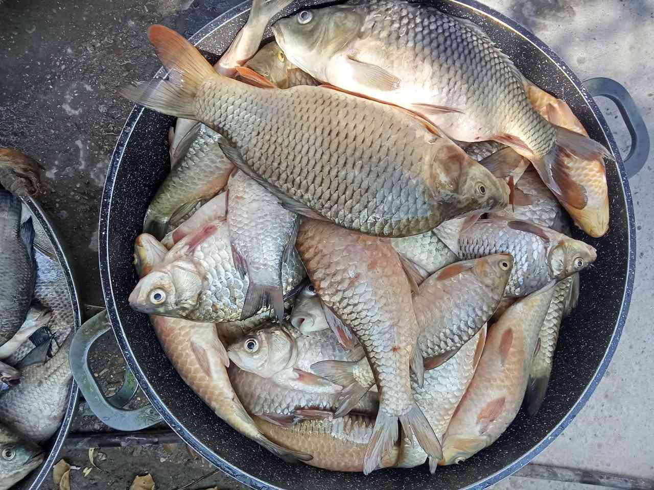 متوفر سمج شط كصة ربع كيلو للنص 4الف الكيلو يوجد خدمة توصيل ***********
