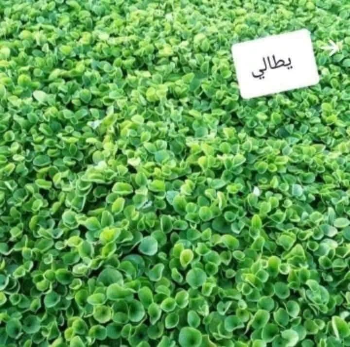 🍃مستـعدون🍂 عمل كافه ديكورات حديقه ، لـترتيب🐦 الحدائق المنزلية🏝️🏘️
وزراعة النباتات، 🌾🌴🌱والازهار، 🌼🌺🌻وقص الثيل.
أعمالنا مستمرة دائماً ونسعى لإرضائكم ❤❤🌲🌲 
عالم الحدائق تصميم وترتيب الحدائق  .
مستعدون تقليم. وترتيب الاشجار. 
بطرق جديده وحديثه وتزويد الثيل بالأسمده المفيدة 
وعلاج لأشجار مريضه وبأاسعار مناسبه.
الاتصال او الاستفسار ...ولدينا جميع الأشجار والادويه 
***********
***********
