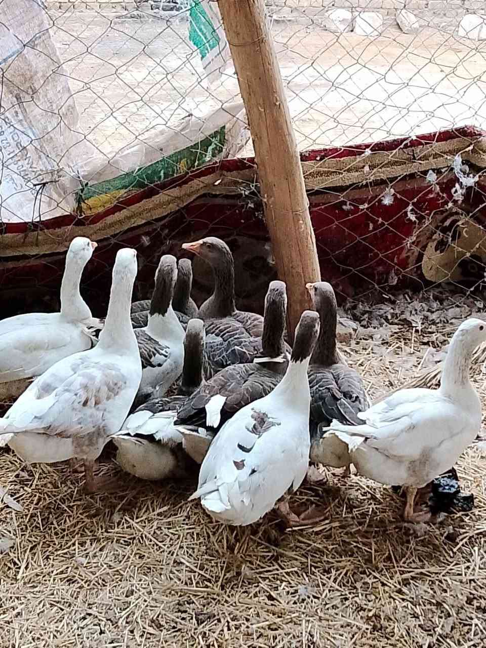 نضيف • صاحي • عدي ١٠