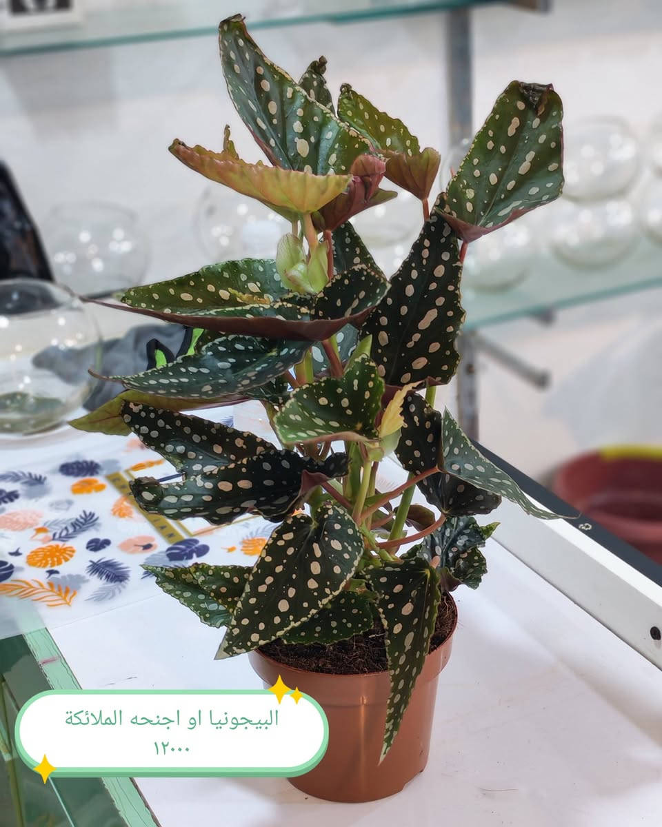 على بركة الله تم وصول ضليات زراعه مائيه وبتموس نباتات هولنديه والمائي صيني كلها حلوه وشغلات جديده الاسعار كلها عالصور ❤

العنوان هيت حي الجمعية شارع حامي حميد🌹
