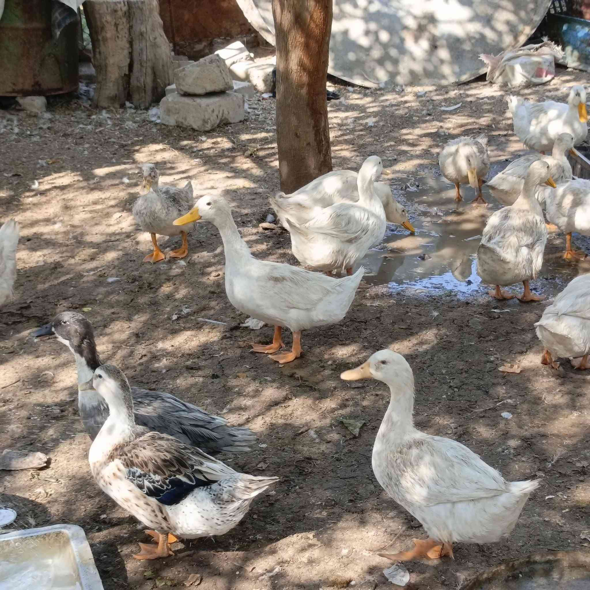 بط عادي للبيع بس الابيض ابيع ***********
