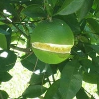 منشط نمو • زيادة حجم الثمار • منع تشقق الثمار
