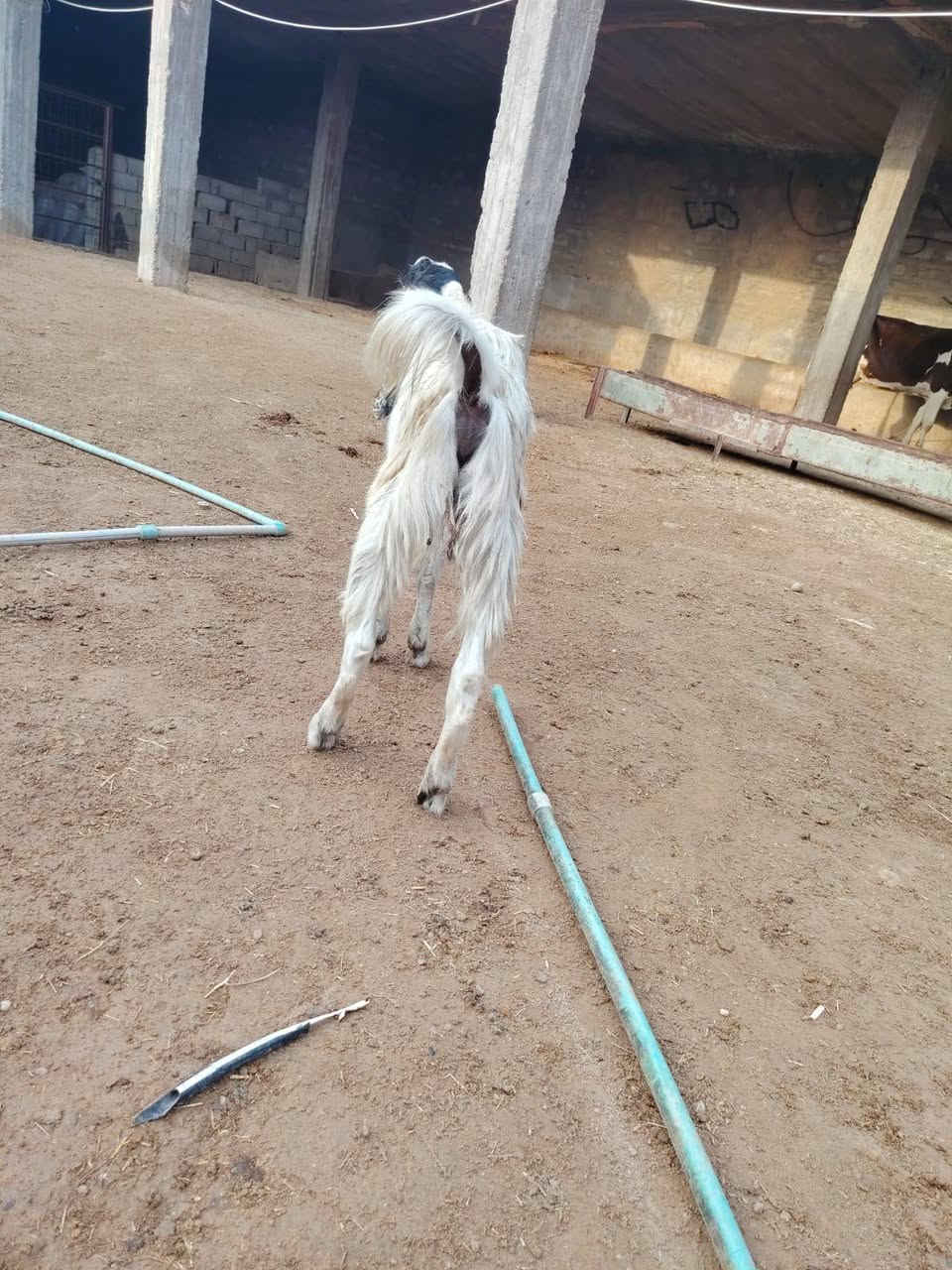 جدي افغاني • درجة اولى • الشرقاط