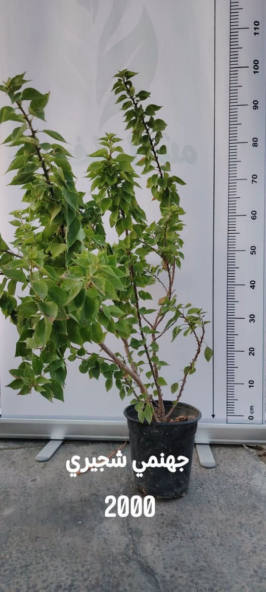 🌿 70 خيارًا لحديقتك… والعرض لفترة محدودة!

تبحث عن نباتات تضيف الجمال والحياة إلى حديقتك؟ 🌳🌺
جمعنا لكم 70 صنفًا من نباتات وأشجار مشتل الخيرات في هذا المنشور، مع اسم كل نبات وسعره.

📸 مرّر الصور واحدةً تلو الأخرى…
فربما يكون اختيارك القادم في الصورة التالية! 👀🌿

🔥 العروض متاحة فقط أيام الخميس والجمعة والسبت.
لا تؤجل اختيارك… بعض الأصناف قد لا تبقى حتى نهاية العرض.

📌 احفظ المنشور للرجوع إليه،
وأرسل لنا صورة النبات الذي أعجبك لمعرفة التفاصيل والتوفر.

📍 كربلاء – طويريج – ناحية الخيرات
⏰ يوميًا من 8 صباحًا حتى 10 مساءً

🌱 مشتل الخيرات… خيارات أكثر لحديقتك.
موقعنا الإلكتروني https://khairat-nursery.com

#مشتل_الخيرات #نباتات #اشجار #نباتات_زينة #اشجار_فاكهة #كربلاء #حدائق

نص مكتوب في الصور:
- دورنتا ليموني
- 2000
- تكوما امريكي 2000
- روزماري 2000
- مينا الوان
- جهنمي شجيري