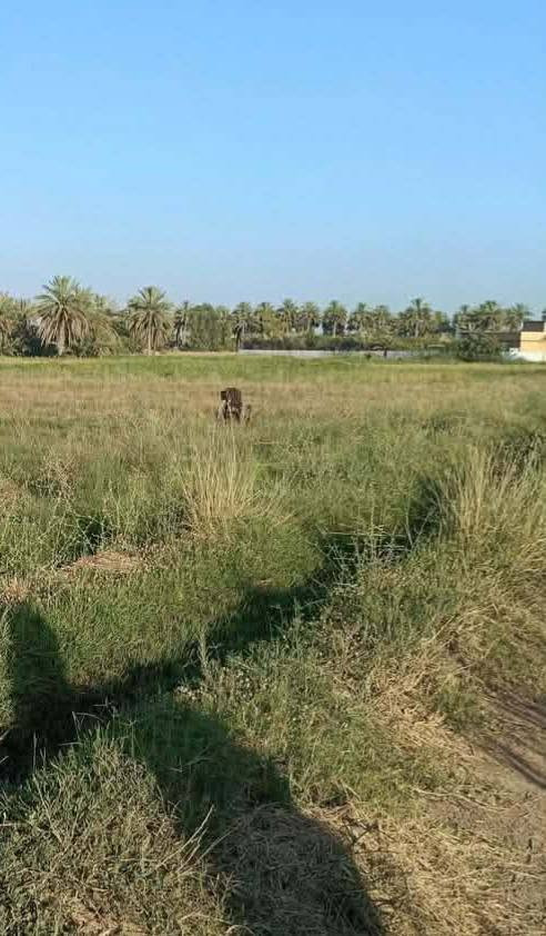 سلام عليكم ( 5 )  ملك طابو زراعي تحويل فتح بيان 
واصل جميع الخدمات ماء سقي ماء 🚰 اسالة كهرباء تبليط شارع ١٠م مخدومة من كل النواحي 
بيع حسب الطلب من دونم فما فوق 
السعر ٦٥ قابل للتفاوض 
الموقع بغداد التاجي 
*********** واتساب
***********
ويوجد الكثير من العروض حسسب الطلب
