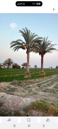 ٤ دونم • عقد زراعي • كيلو ٣١