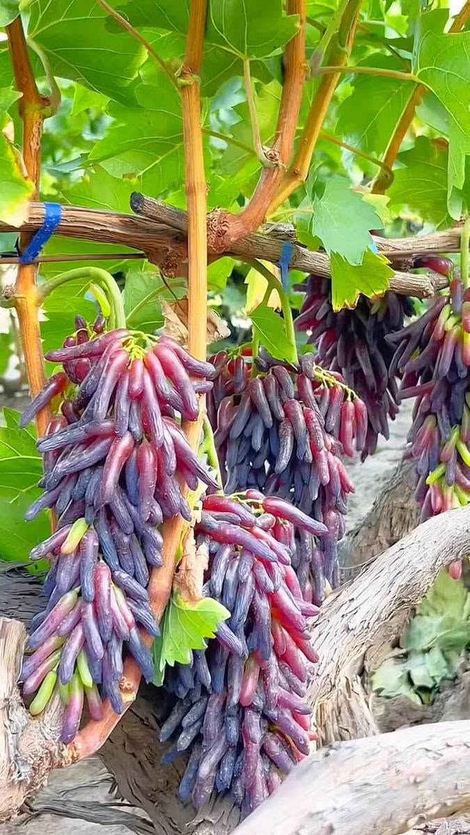 عنب ياقوت • شتلات • بدون حب