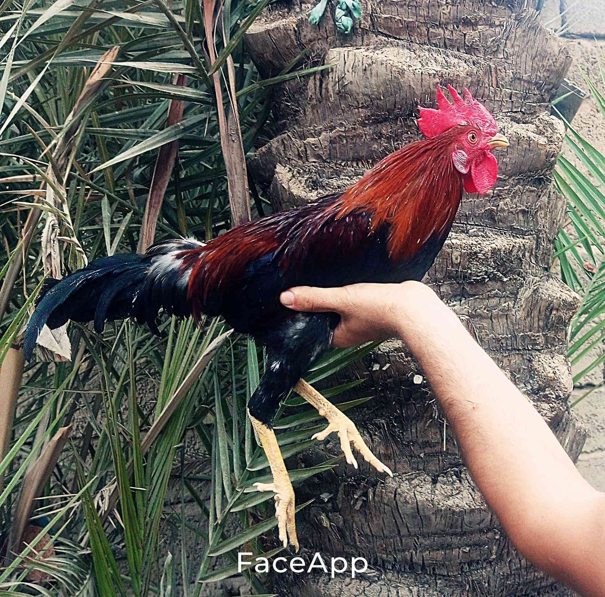ديك • دجاجة عرب • صحية ونشيطة