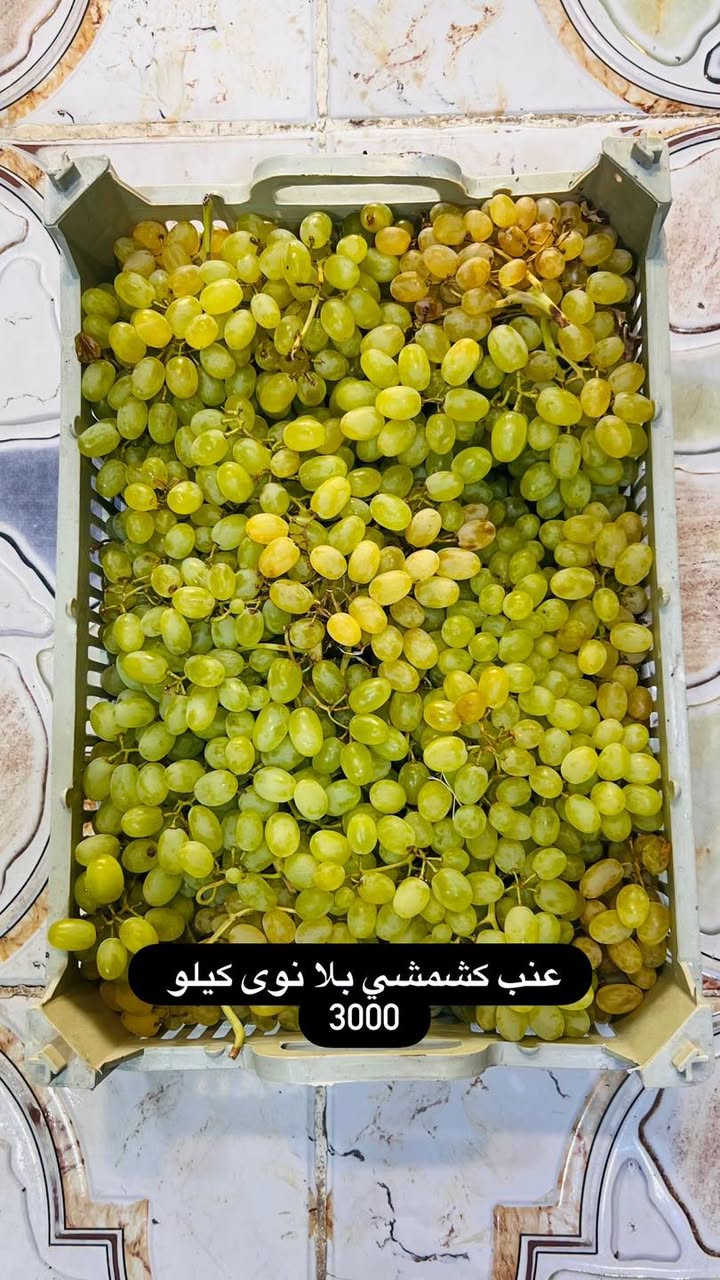 مسواك • تمور سماوه • توصيل