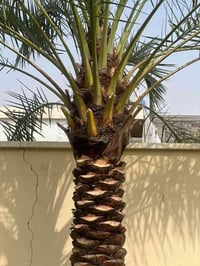 النخيل • تلقيح • زرع فسائل
