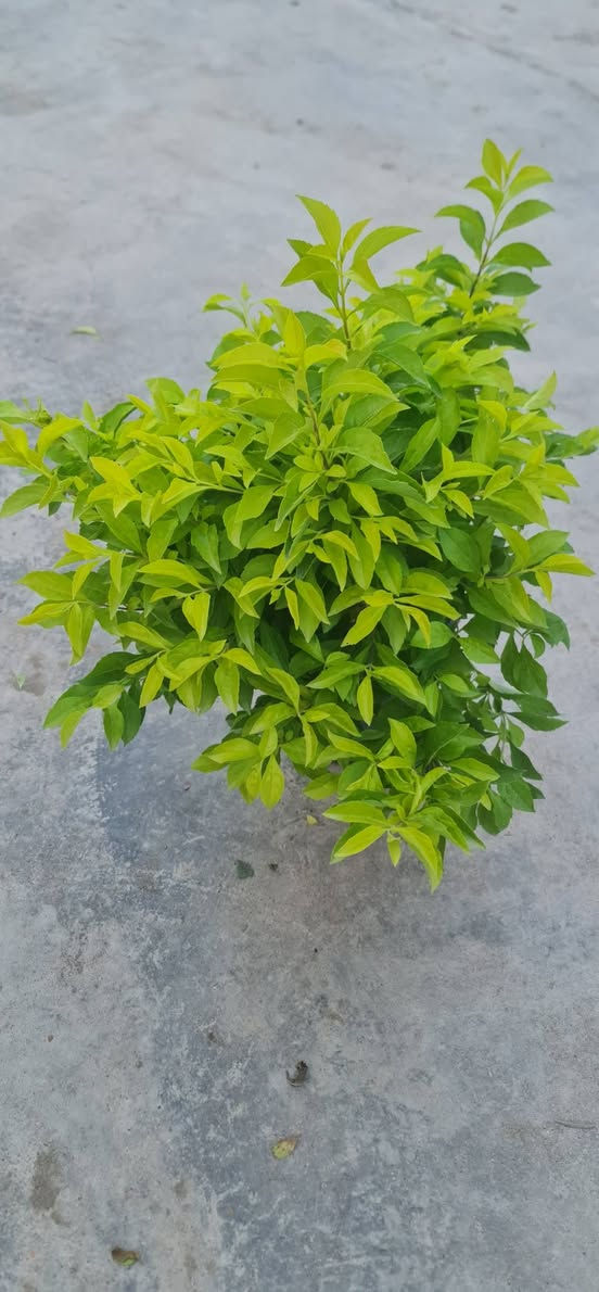 السلام وعليكم وصول نباتات خارجية  🌷

العنوان ديالى الخالص مدخل السيد يوسف مجاور اسواق الحداد يوجد توصيل
***********
***********
