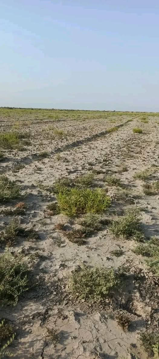 أرض • ٨٠ دونم • واسط الاحرار