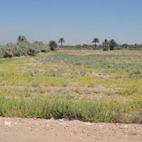 البنافع الكوام • ٧ دوانم • طابو زراعي