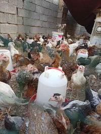 ١٢٥ زوج • فروج عرب • ملقّحة