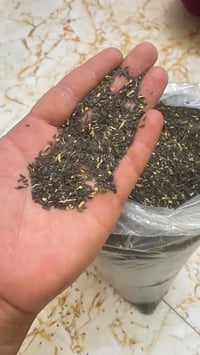 بذور خس • نوعية النور • درجة أولى
