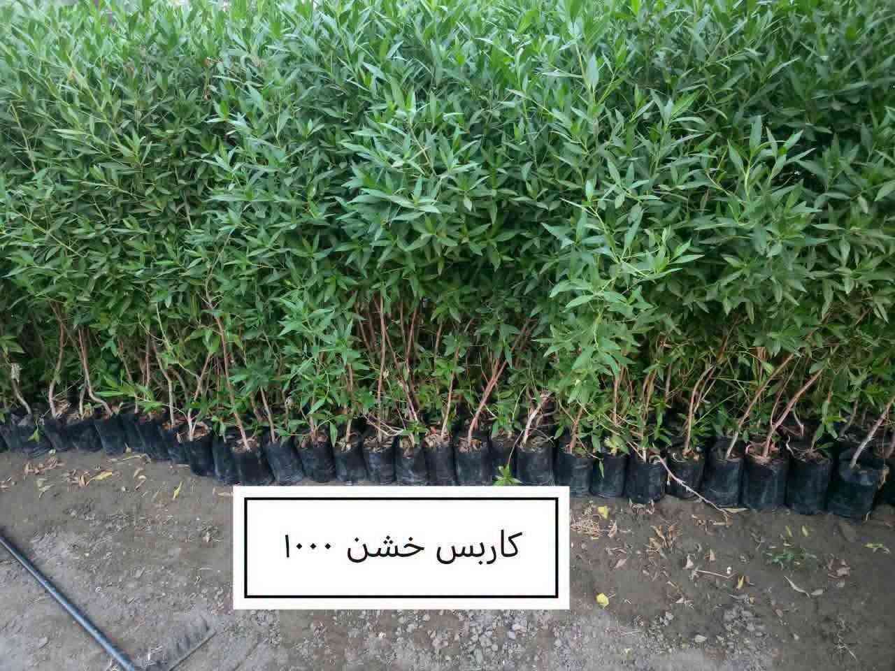 مشتل الرضوانية • بيع جملة • شتول ونباتات