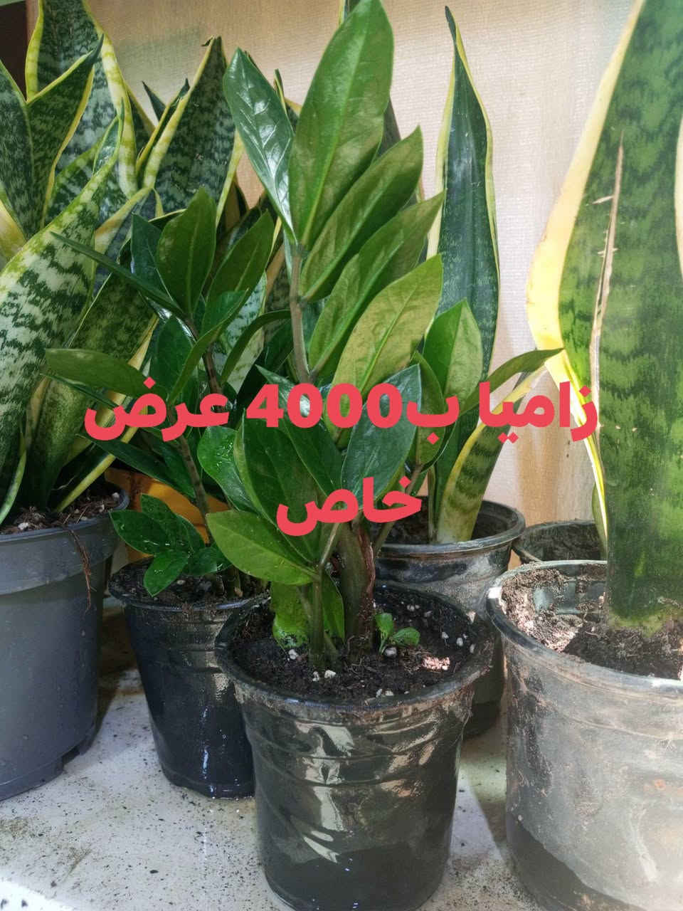 عرض خاص لمدة يومين فقط 🔥
هذا العرض مابي توصيل 
العنوان الحود الشارع العام مقابيل الحود مول مشتل الظلال قرب مفرق الزاوية ***********
الاسعار مكتوبه على الصور
